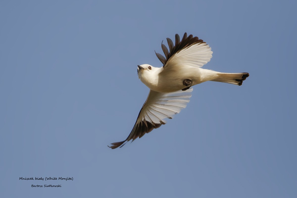 White Monjita - ML632440685