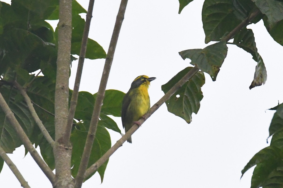 Slaty-capped Shrike-Vireo - ML632440729