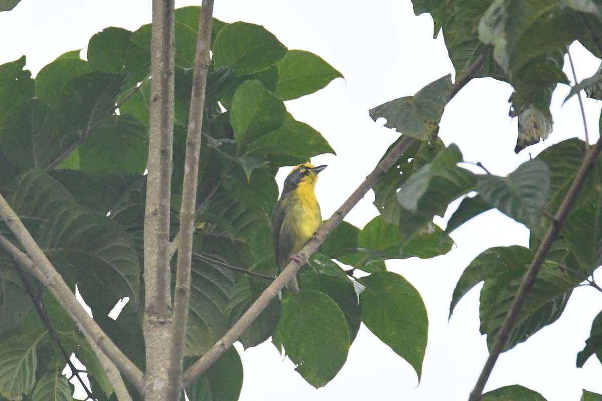 Slaty-capped Shrike-Vireo - ML632440730