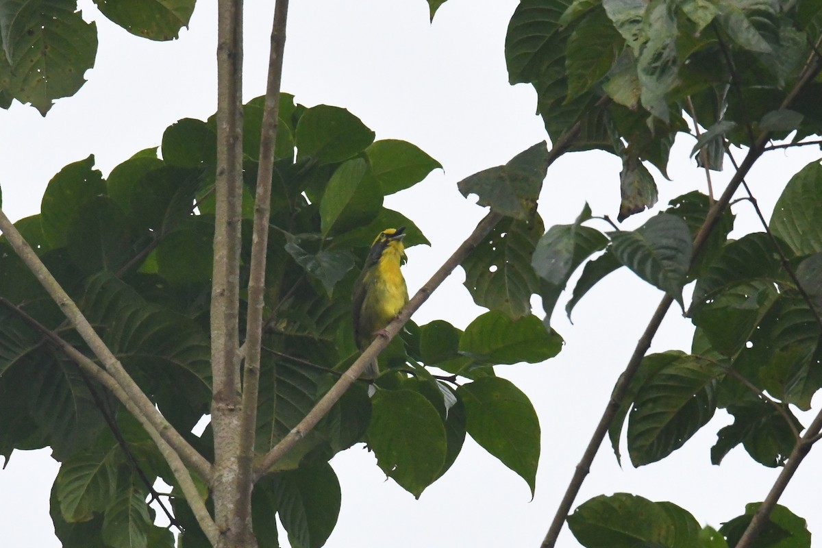 Slaty-capped Shrike-Vireo - ML632440731
