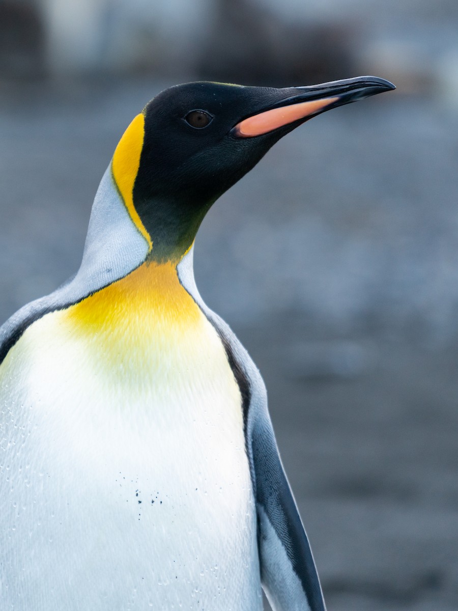 King Penguin - ML632440744