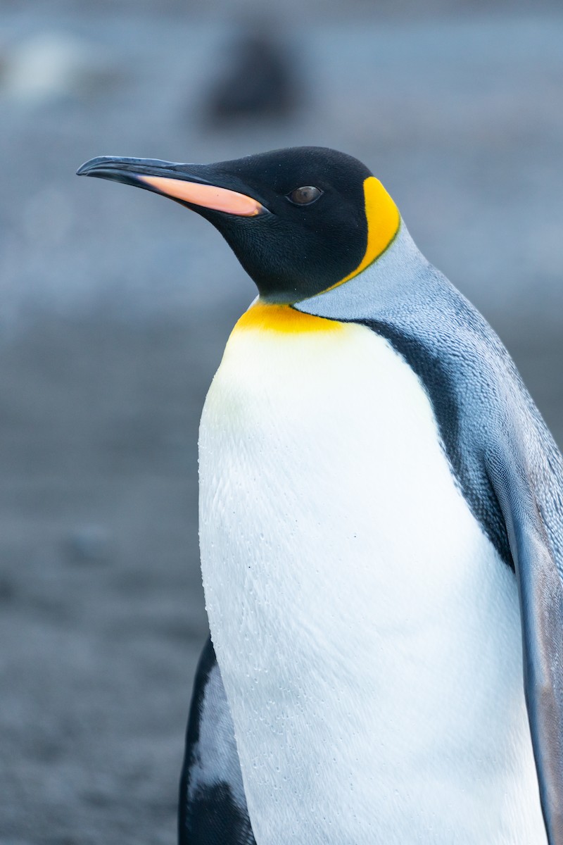 King Penguin - ML632440745