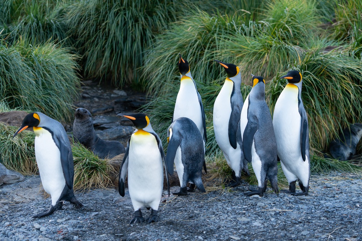 King Penguin - ML632440746