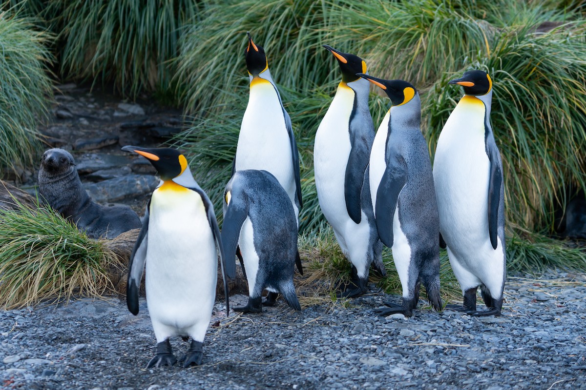 King Penguin - ML632440750