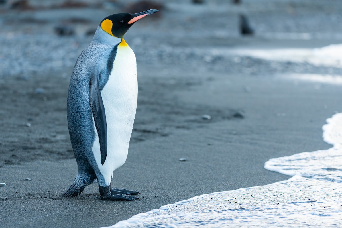 King Penguin - ML632440751
