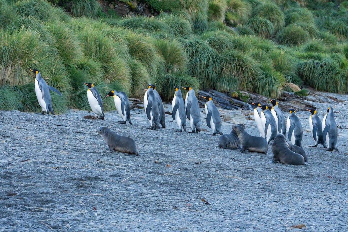 King Penguin - ML632440753