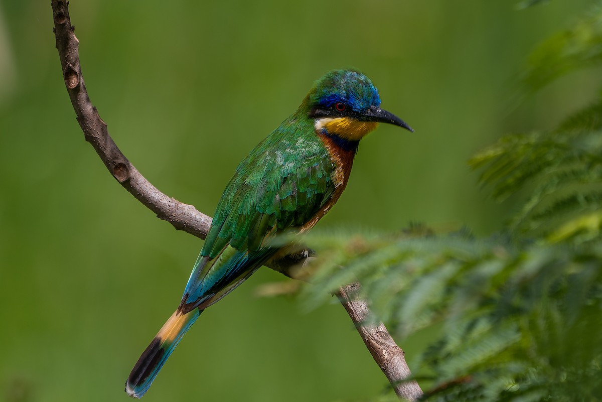 Ethiopian Bee-eater - ML632440792