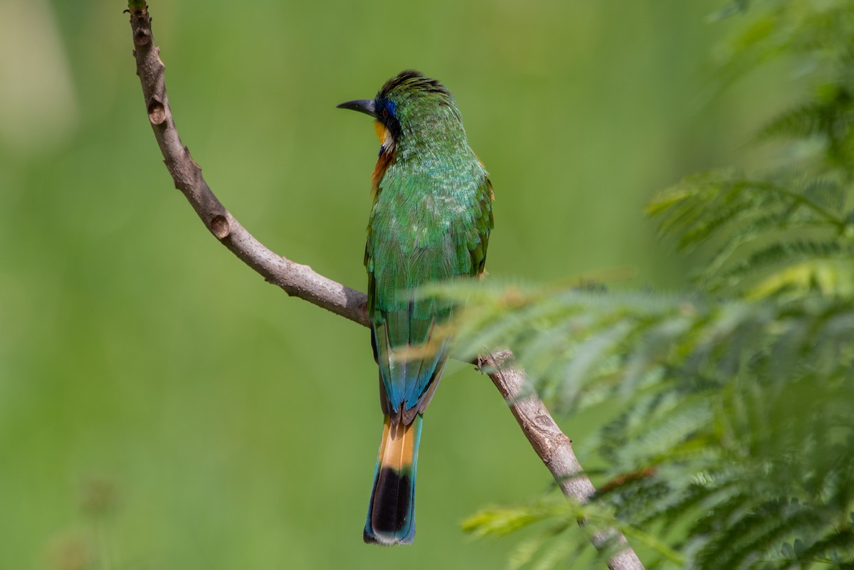 Ethiopian Bee-eater - ML632440793