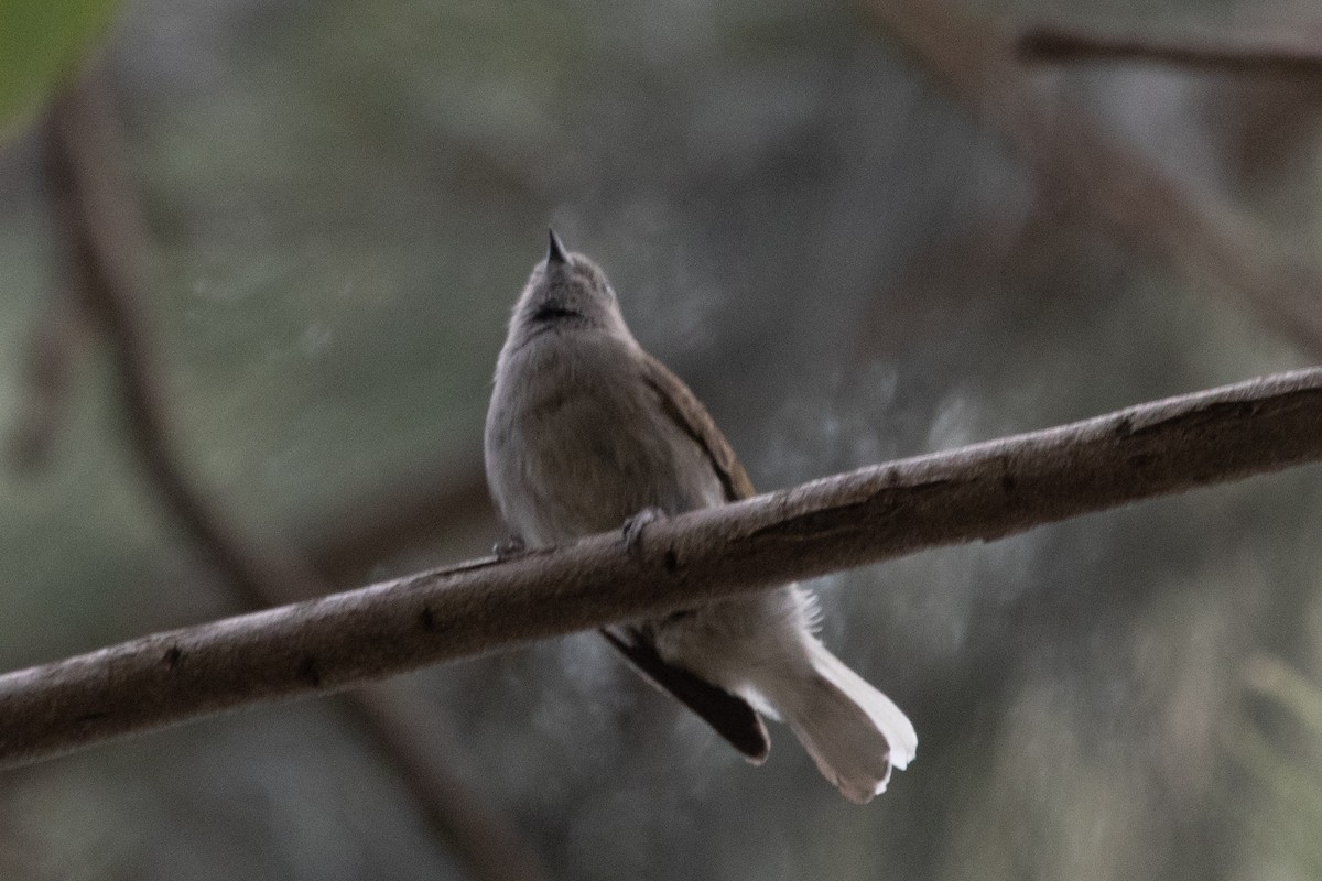 Green-backed Honeybird - ML632440801