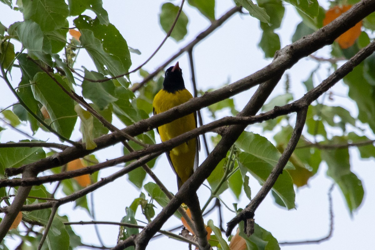 Ethiopian Black-headed Oriole - ML632440961