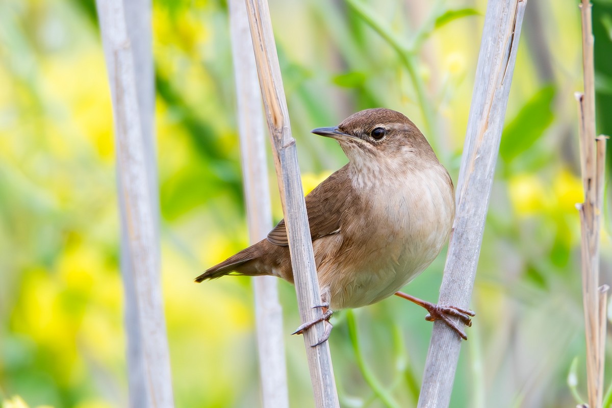 Savi's Warbler - ML632440983