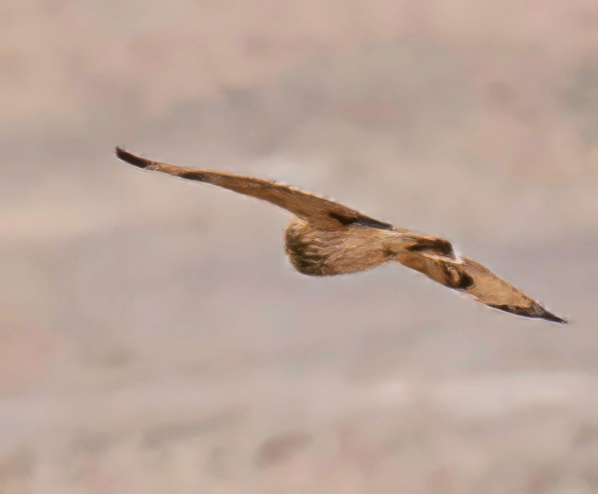 Short-eared Owl - ML632441065