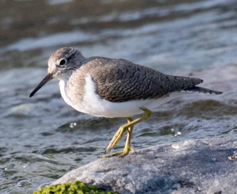 Common Sandpiper - ML632441087