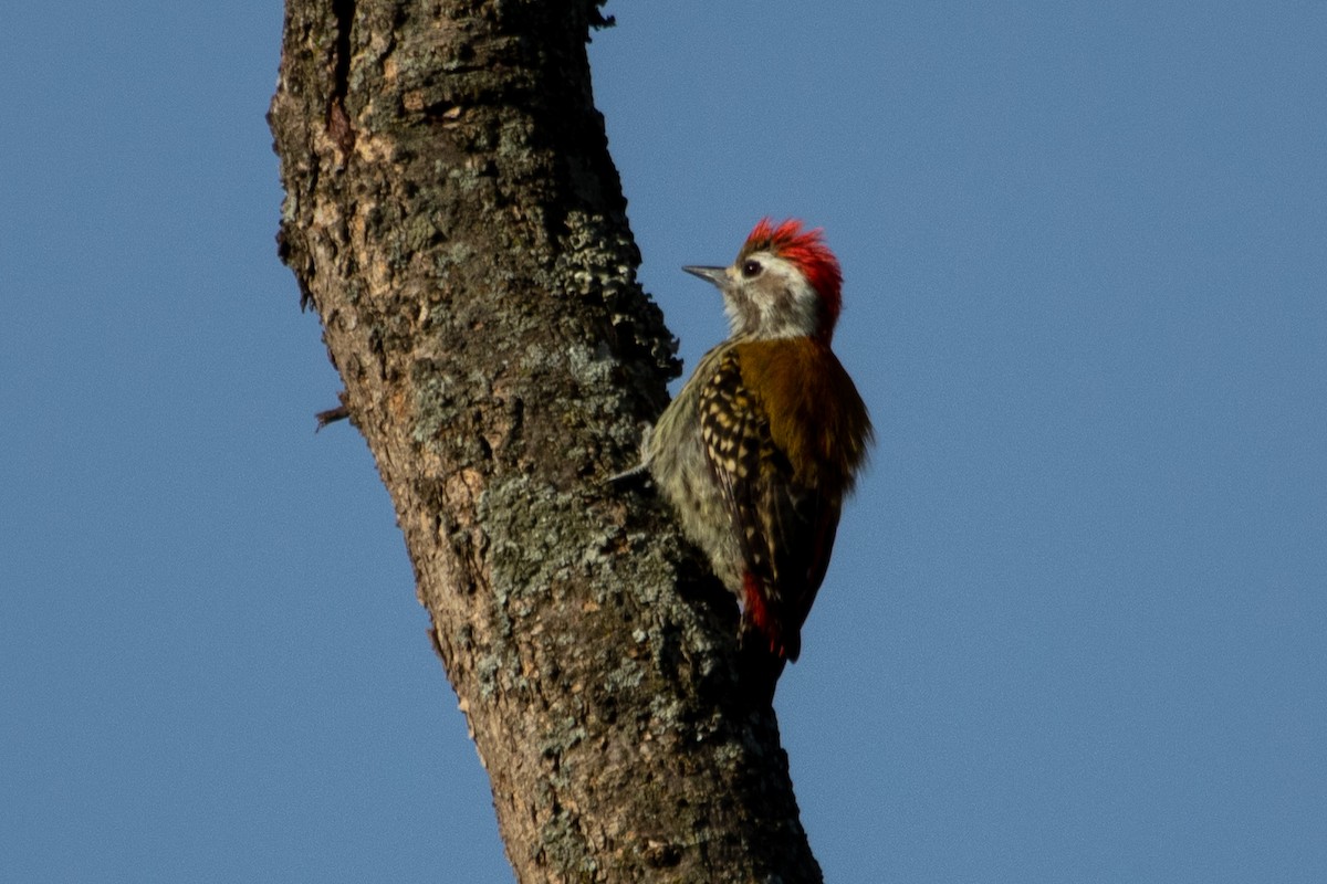 Abyssinian Woodpecker - ML632441113