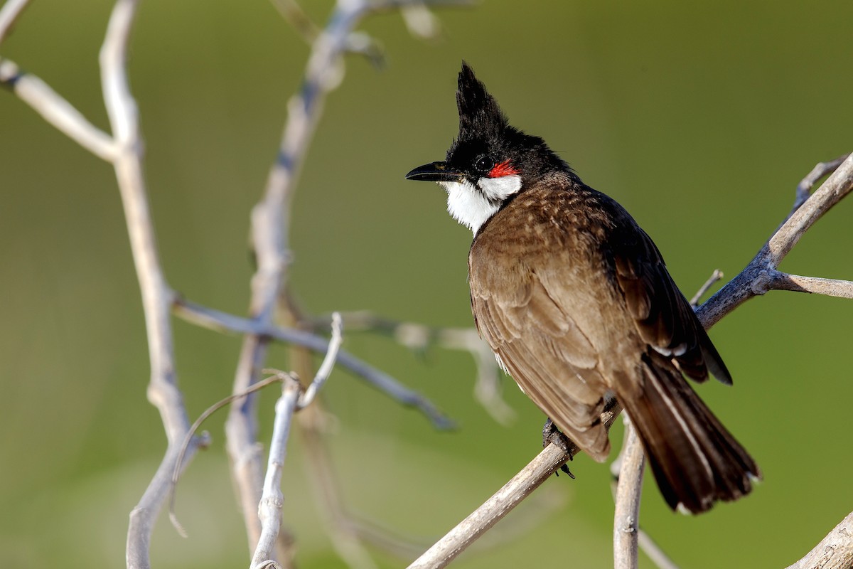 Red-whiskered Bulbul - ML632441114