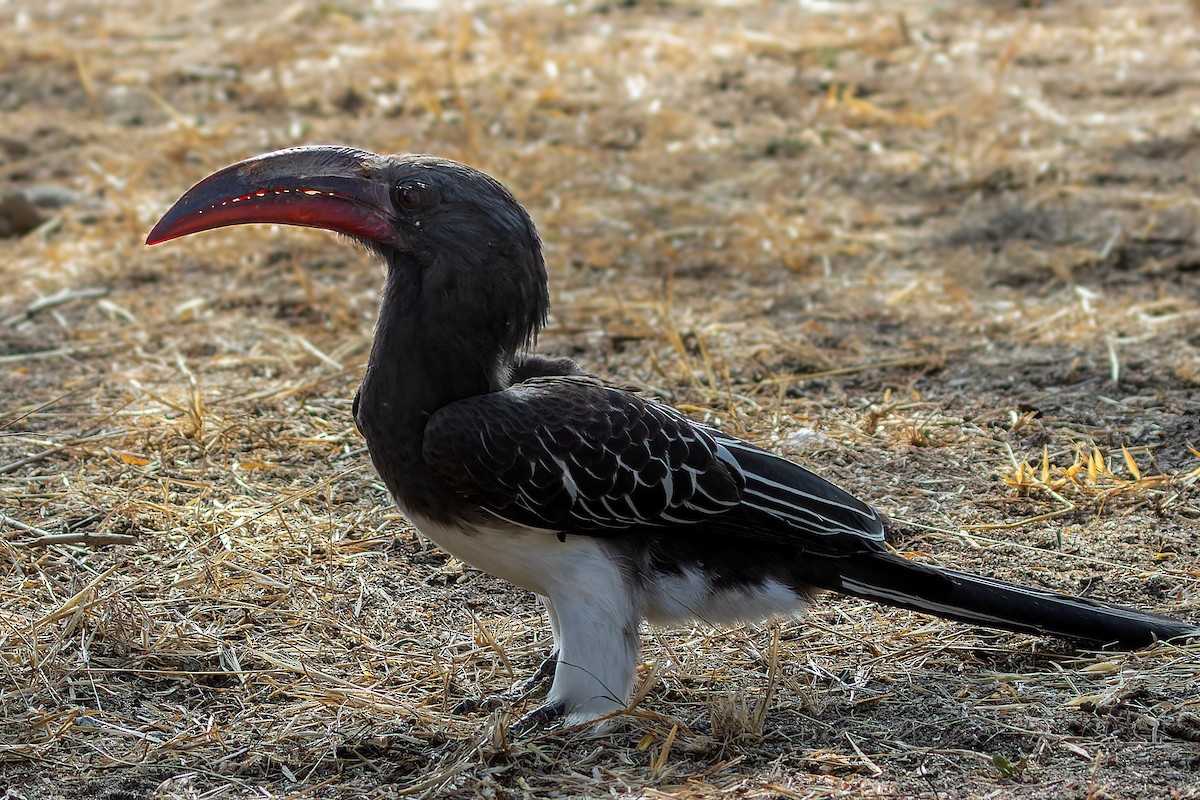 Hemprich's Hornbill - ML632441215