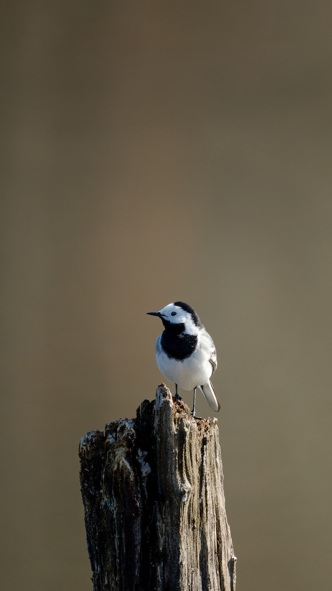 White Wagtail - ML632441218