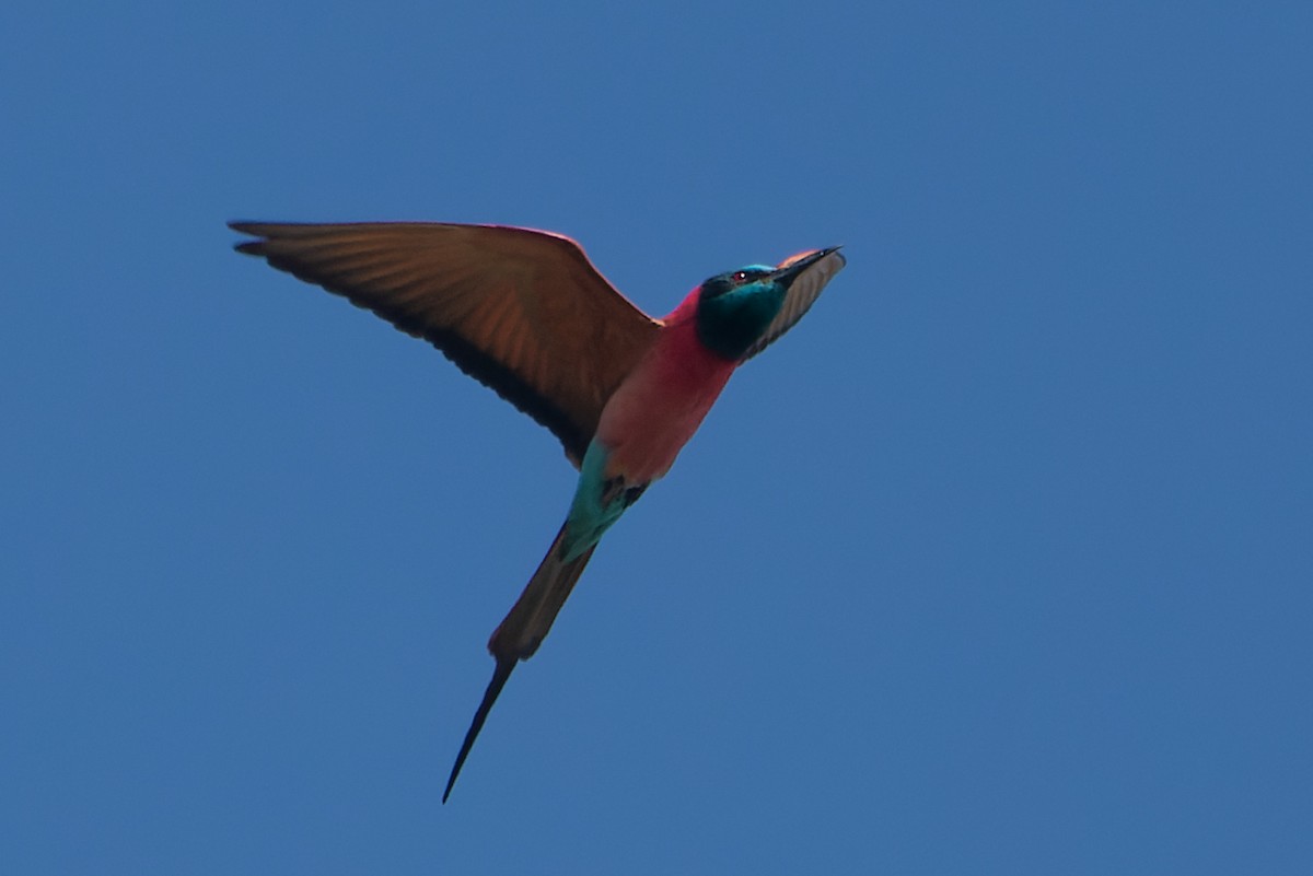 Northern Carmine Bee-eater - ML632441226