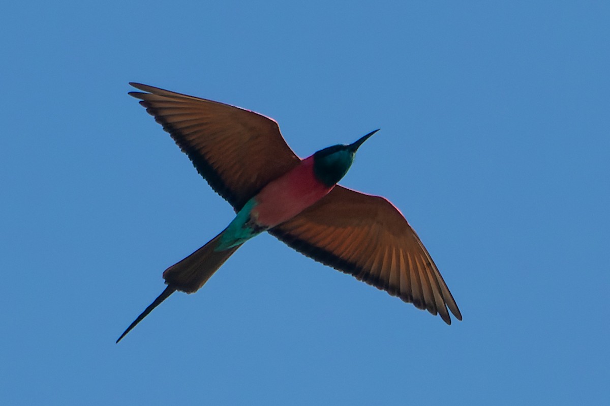 Northern Carmine Bee-eater - ML632441227