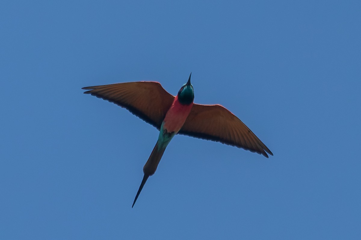 Northern Carmine Bee-eater - ML632441228