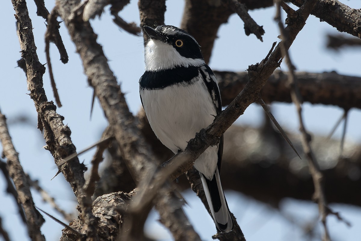Western Black-headed Batis - ML632441247