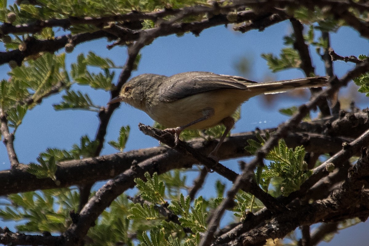Buff-bellied Warbler - ML632441262