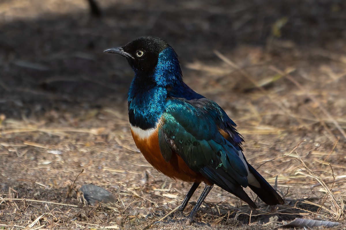 Superb Starling - ML632441275