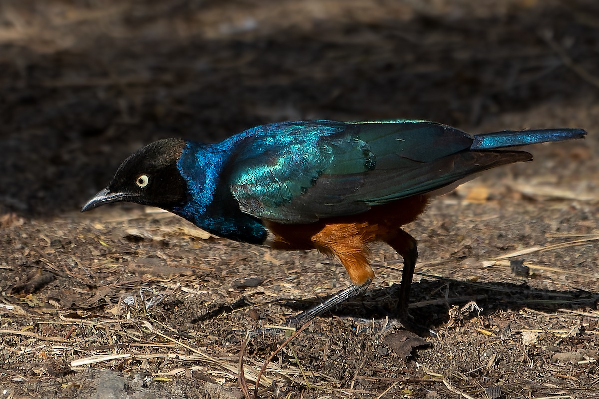 Superb Starling - ML632441276
