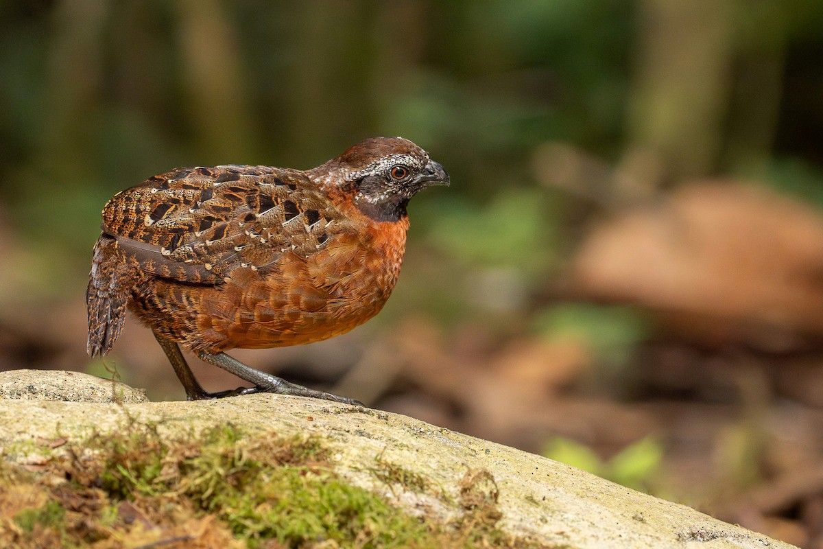 Rufous-breasted Wood-Quail - ML632441280