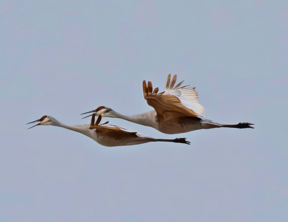 Sandhill Crane - ML632441281