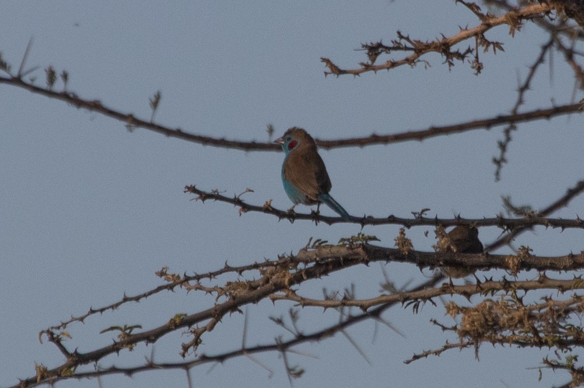 Red-cheeked Cordonbleu - ML632441289