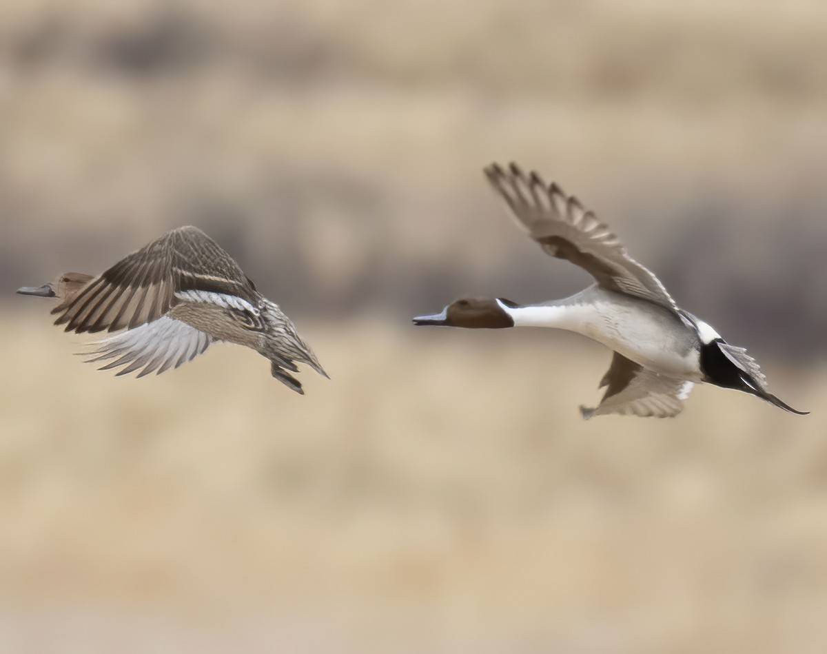 Northern Pintail - ML632441415