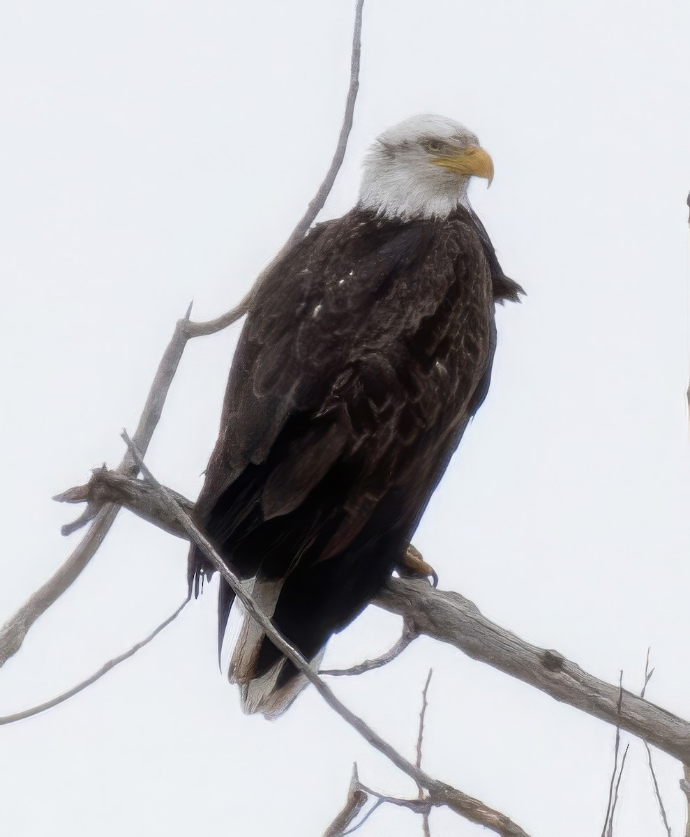 Bald Eagle - ML632441644