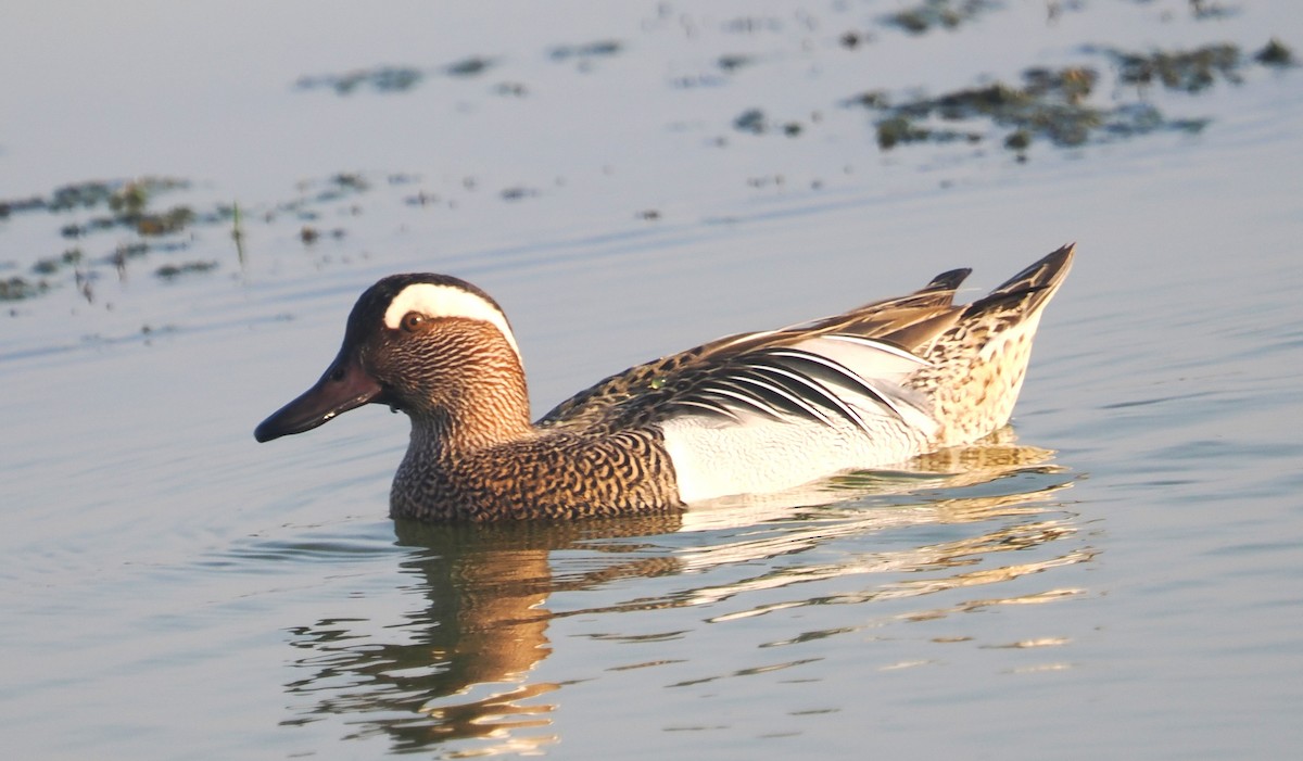 Garganey - ML632441670