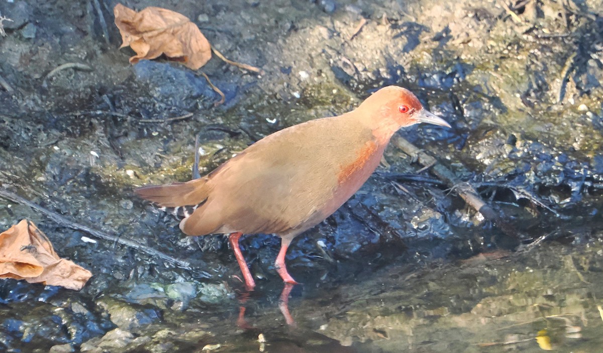 Ruddy-breasted Crake - ML632441674