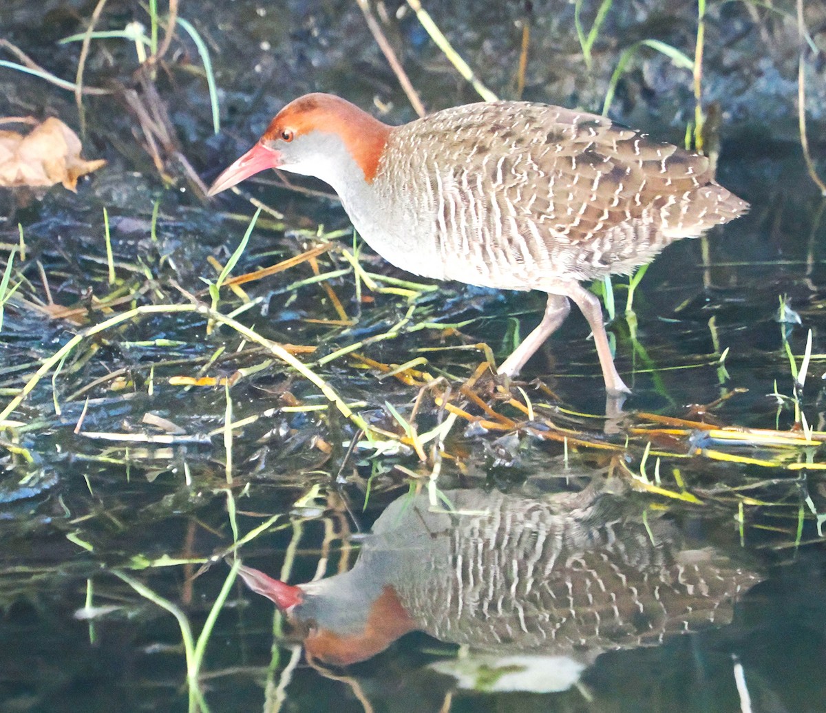 Slaty-breasted Rail - ML632441676