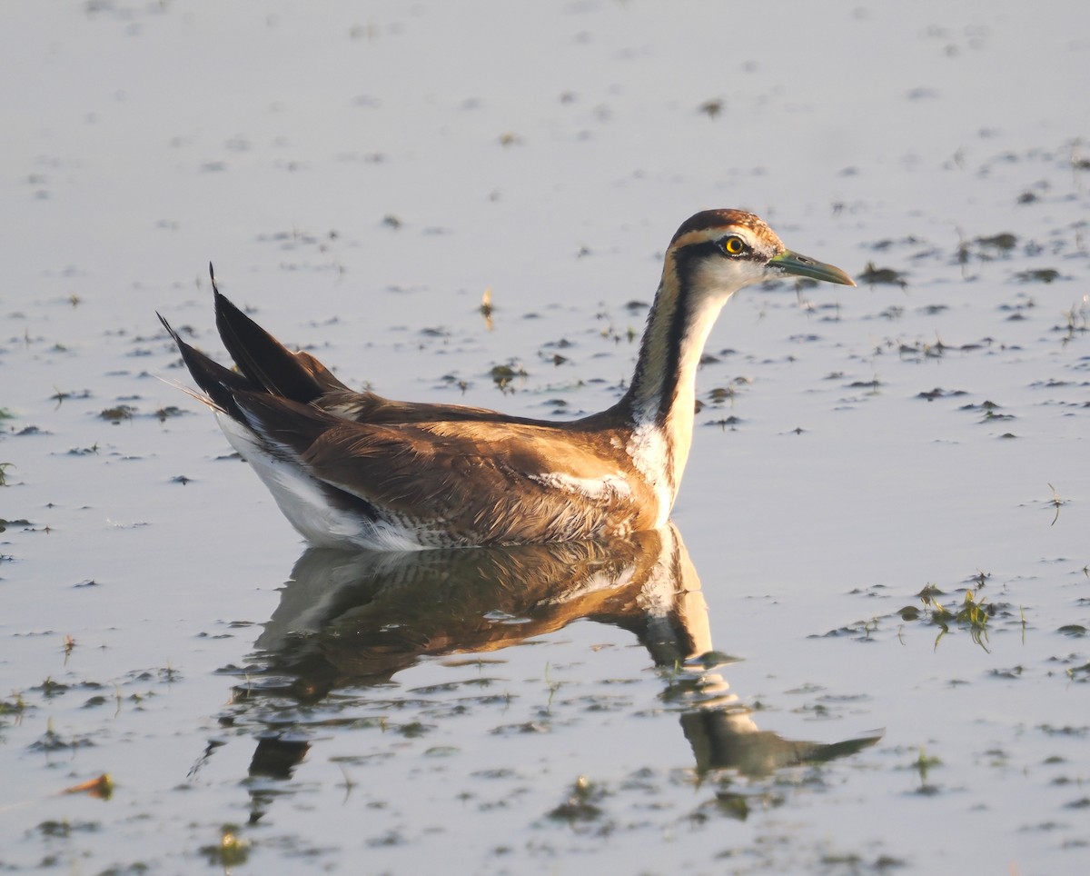 Pheasant-tailed Jacana - ML632441683