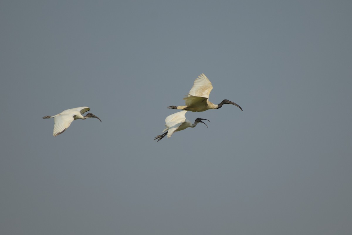 Ibis Oriental - ML632441713