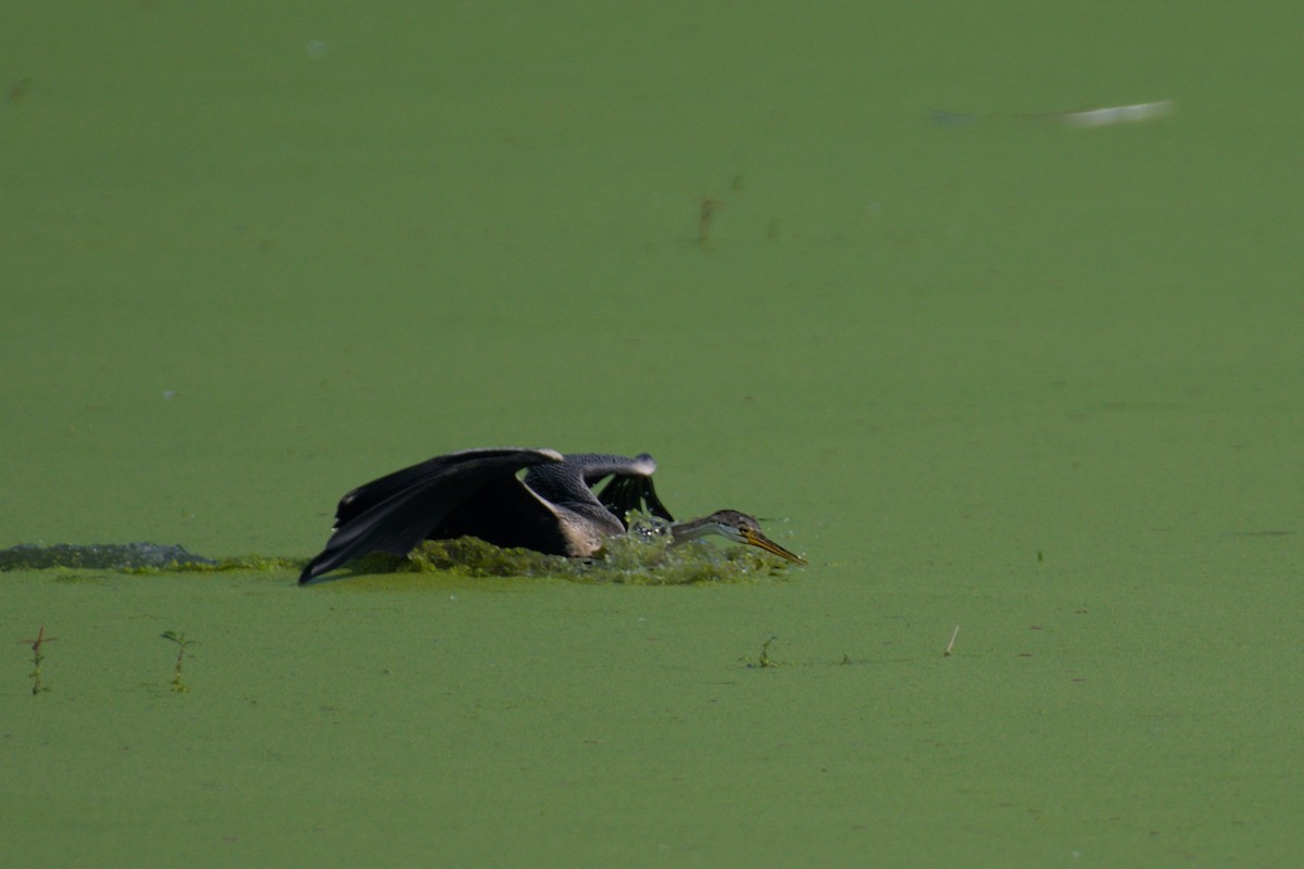 Anhinga Asiática - ML632441770