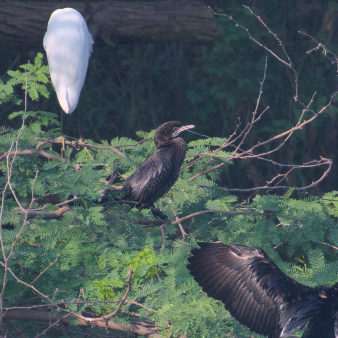 Cormorán de Java - ML632441815
