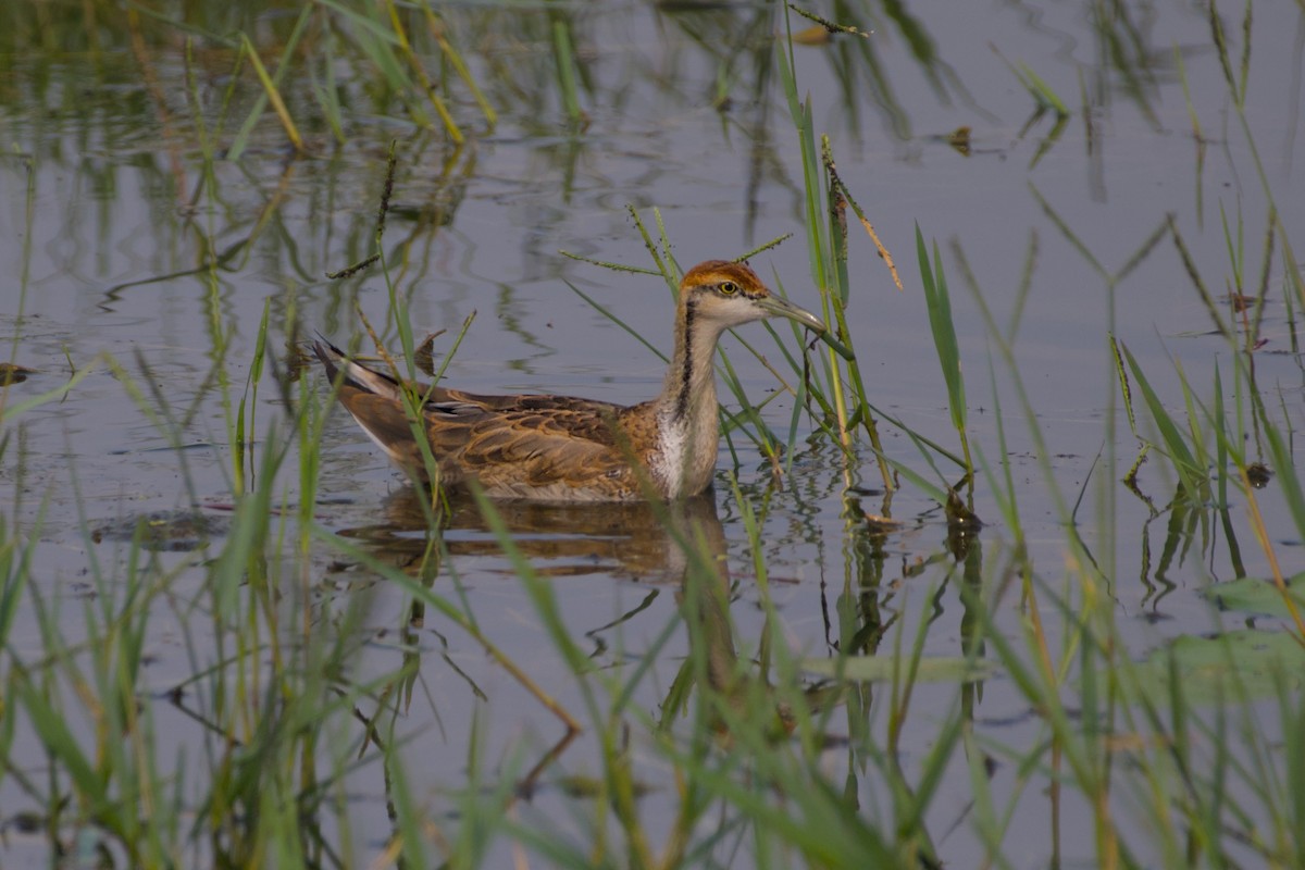 Jacana Colilarga - ML632441820