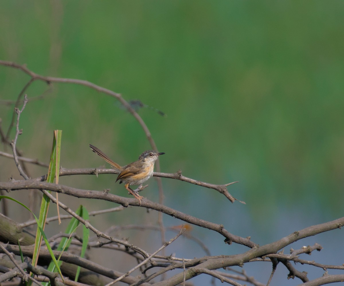 Prinia Cenicienta - ML632441892