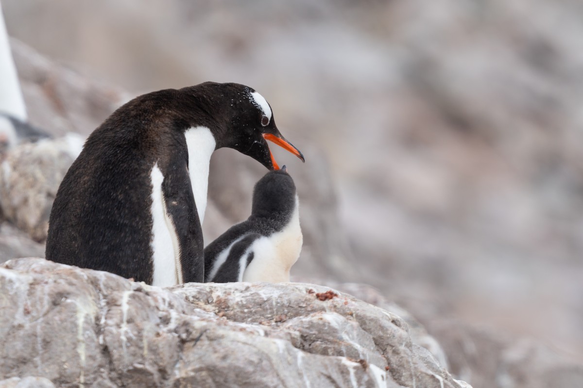 Gentoo Penguin - ML632441898
