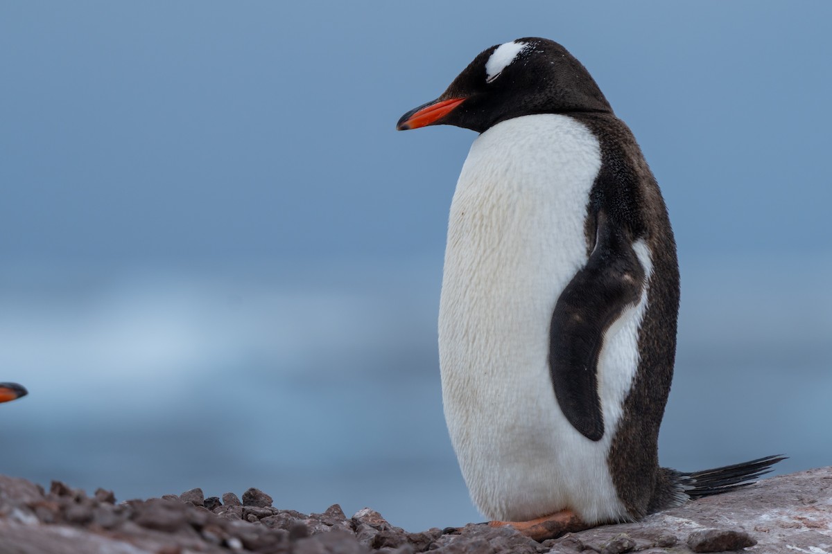 Gentoo Penguin - ML632441900