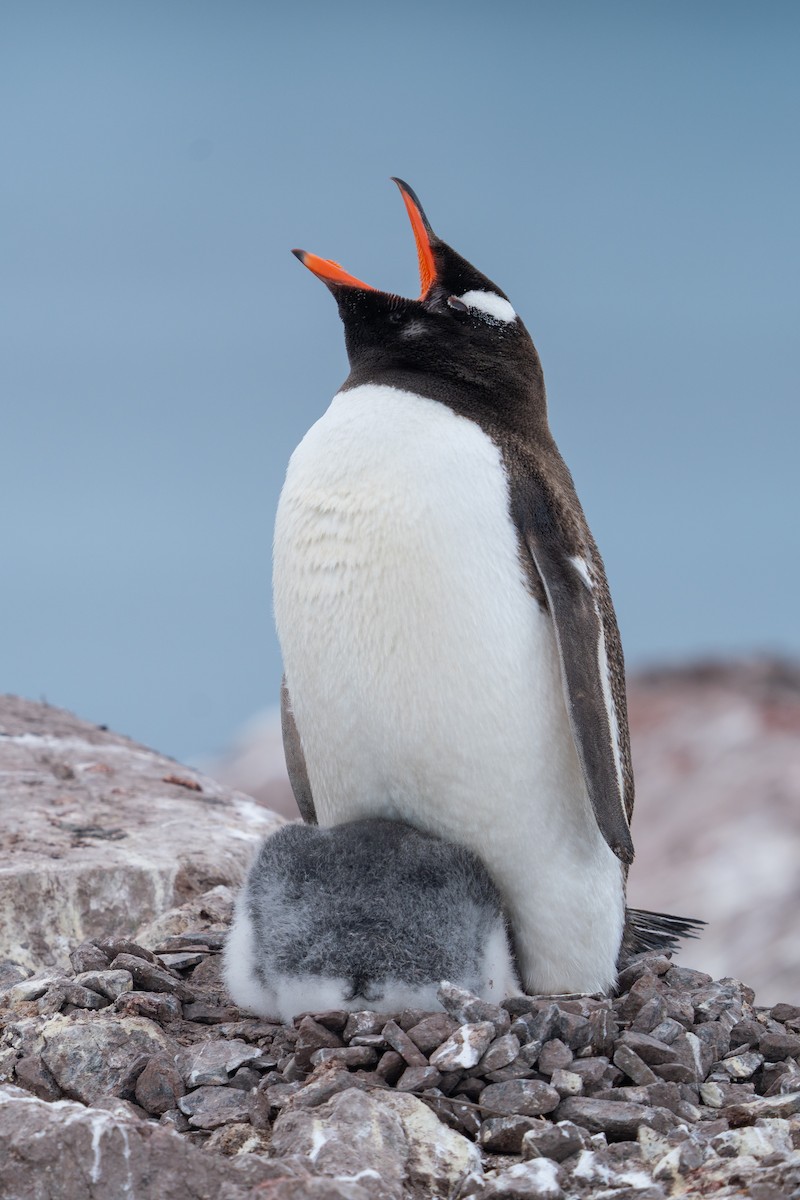 Gentoo Penguin - ML632441901