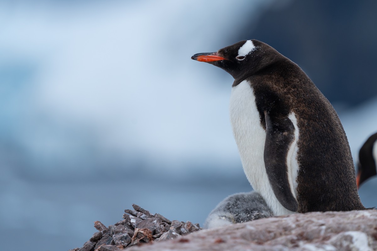Gentoo Penguin - ML632441902