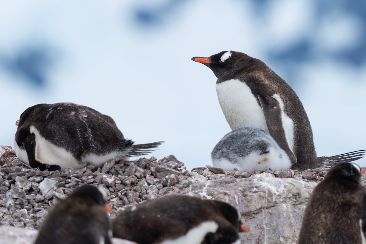 Gentoo Penguin - ML632441903