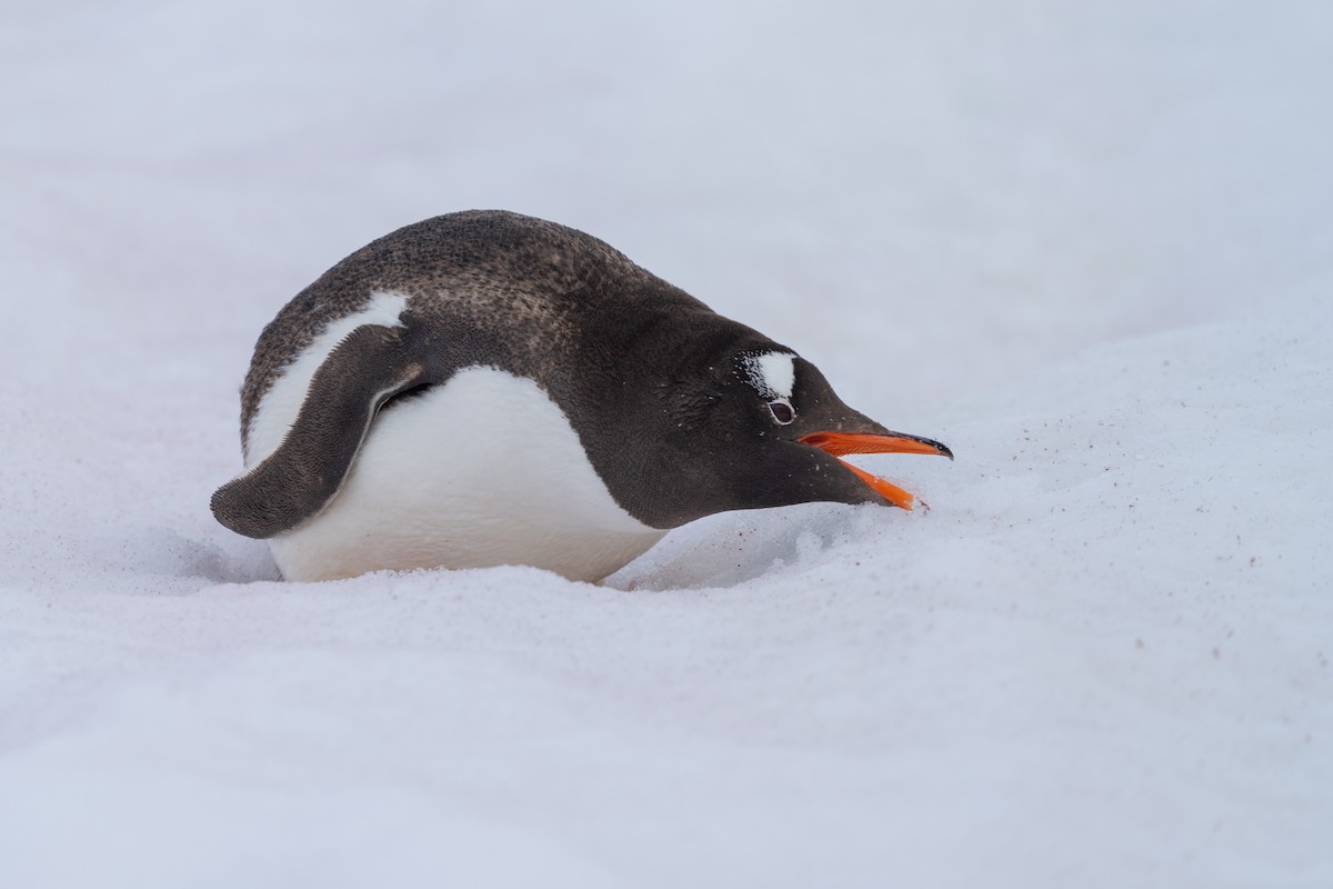Gentoo Penguin - ML632441904