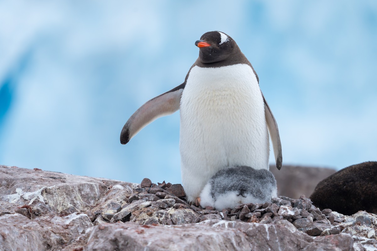 Gentoo Penguin - ML632441905