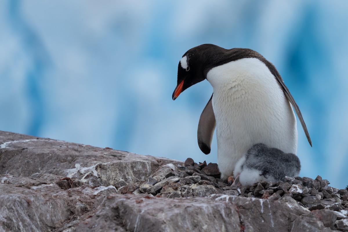 Gentoo Penguin - ML632441906
